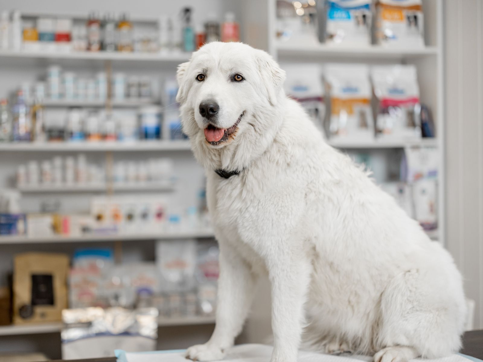 A white dog perched on a table inside a pet store