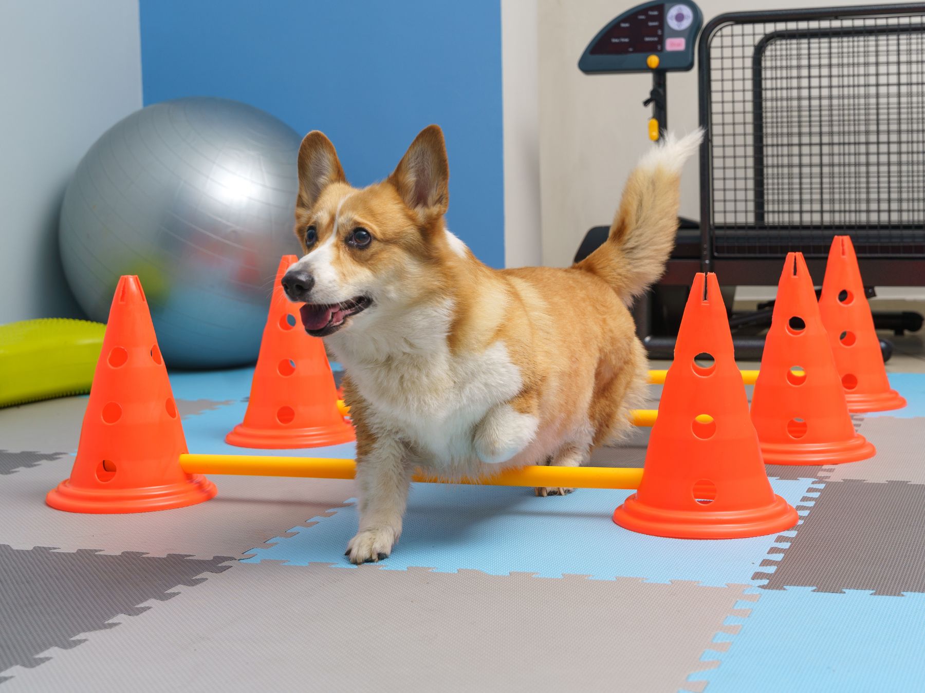 A dog energetically runs through a series of cones arranged on the floor