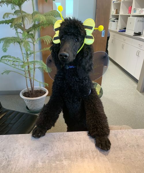 A black poodle dressed in a cute bee costume