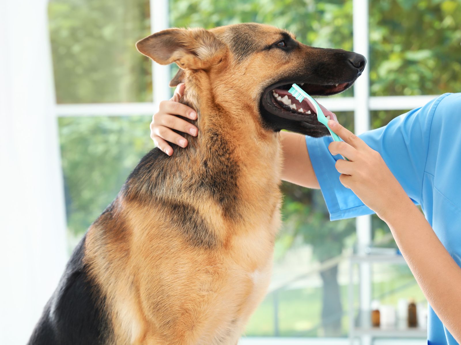 A woman gently brushes a dog's teeth