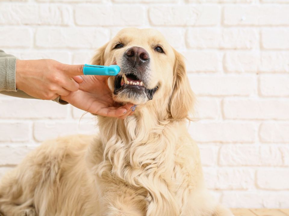 A person brushing a dog's teeth