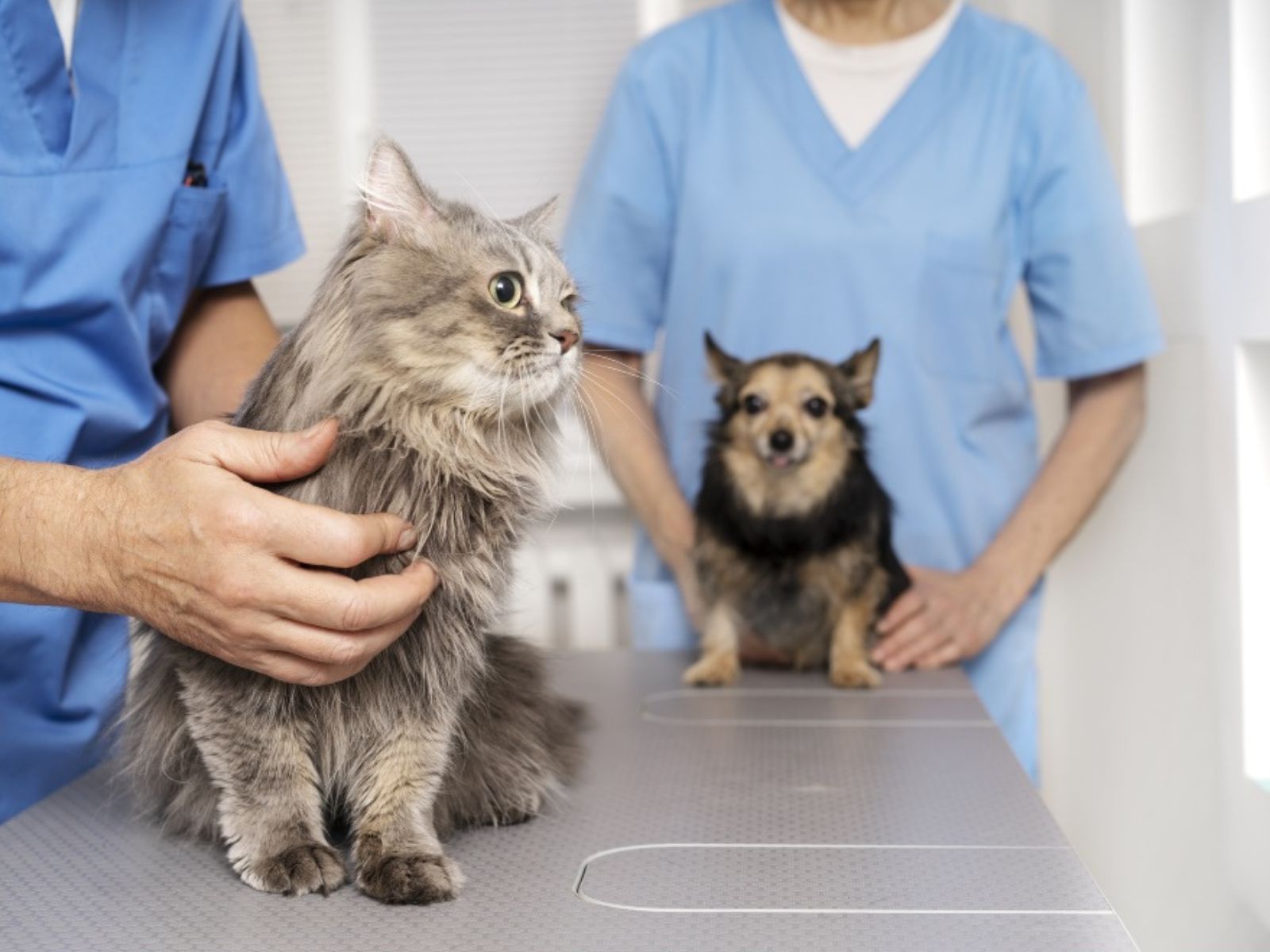 A vet carefully examines a cat and a dog