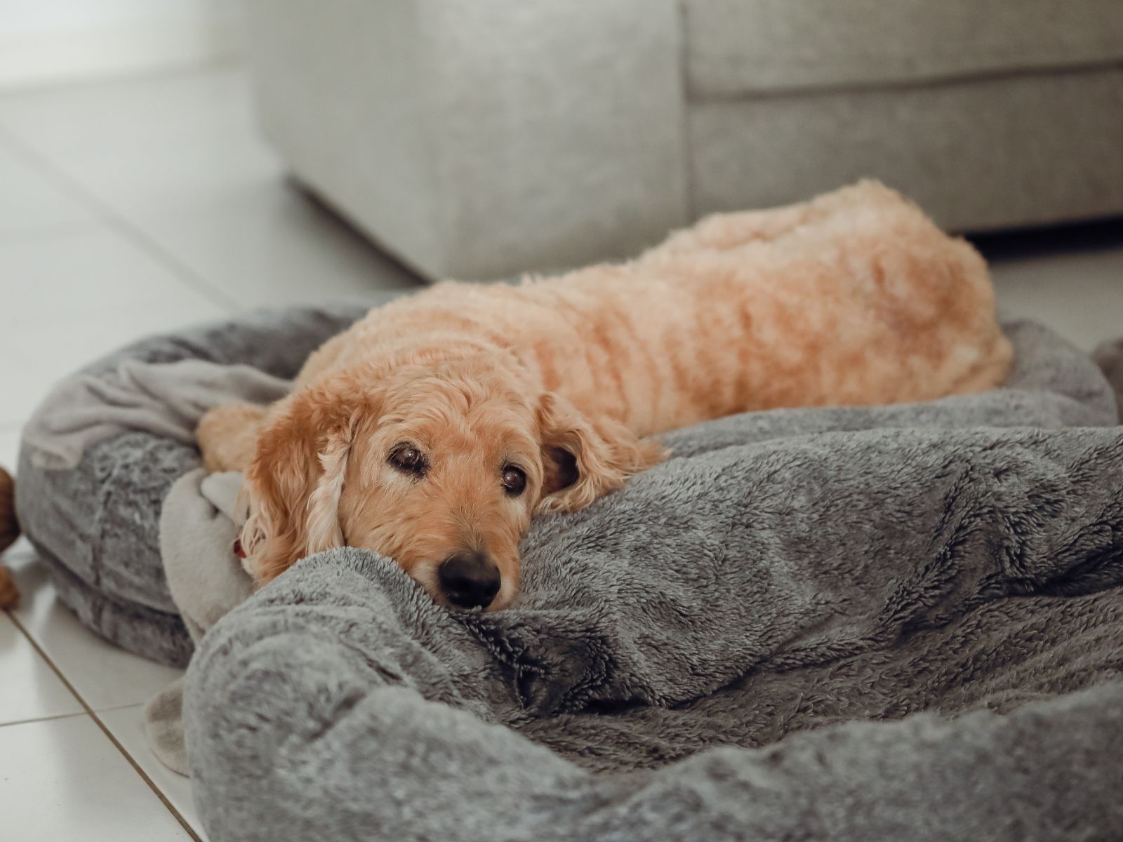 A dog resting comfortably on a bed