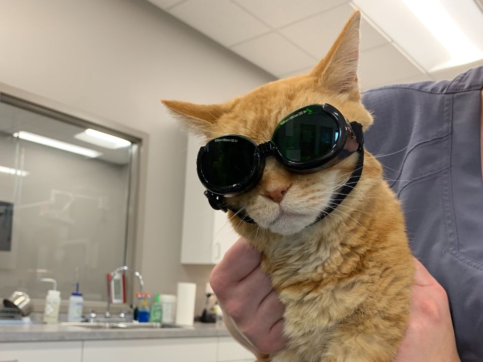 A cat wearing goggles sits calmly