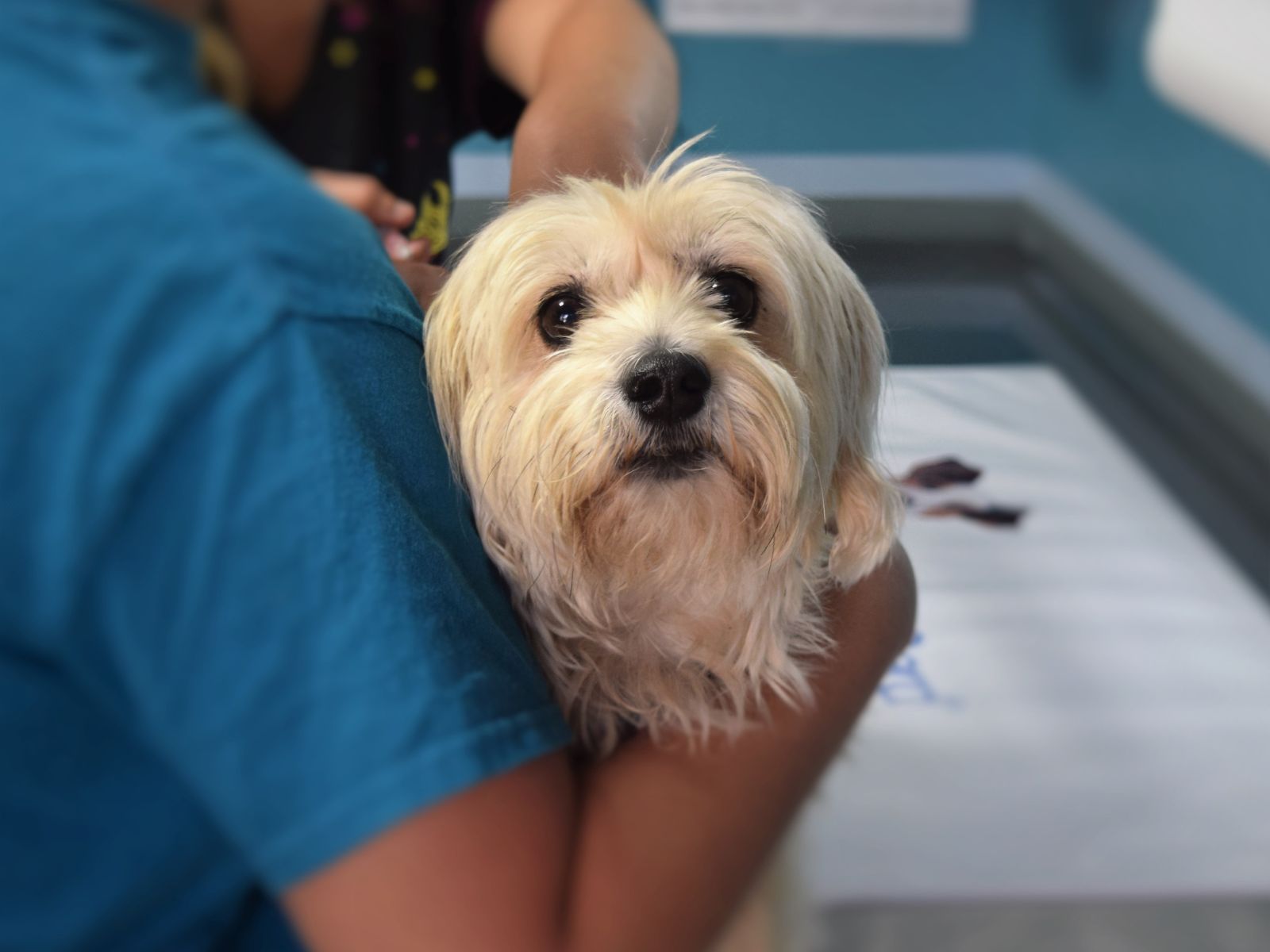 A small white dog is gently held in the arms of a person