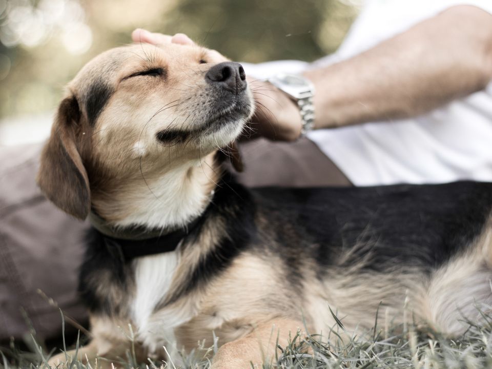 A man gently pets a dog that is comfortably lying in the grass