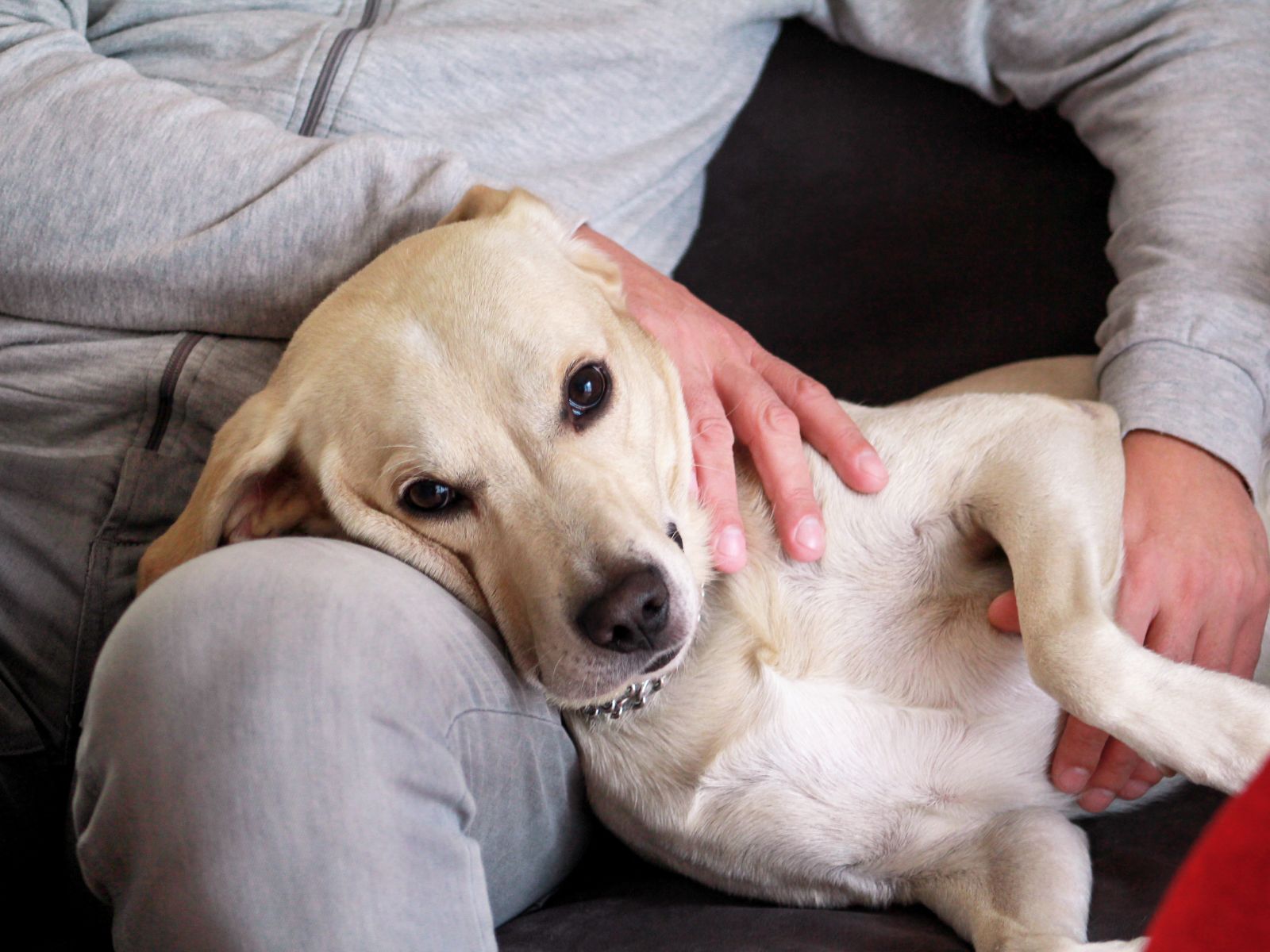 A dog comfortably resting on a person's lap