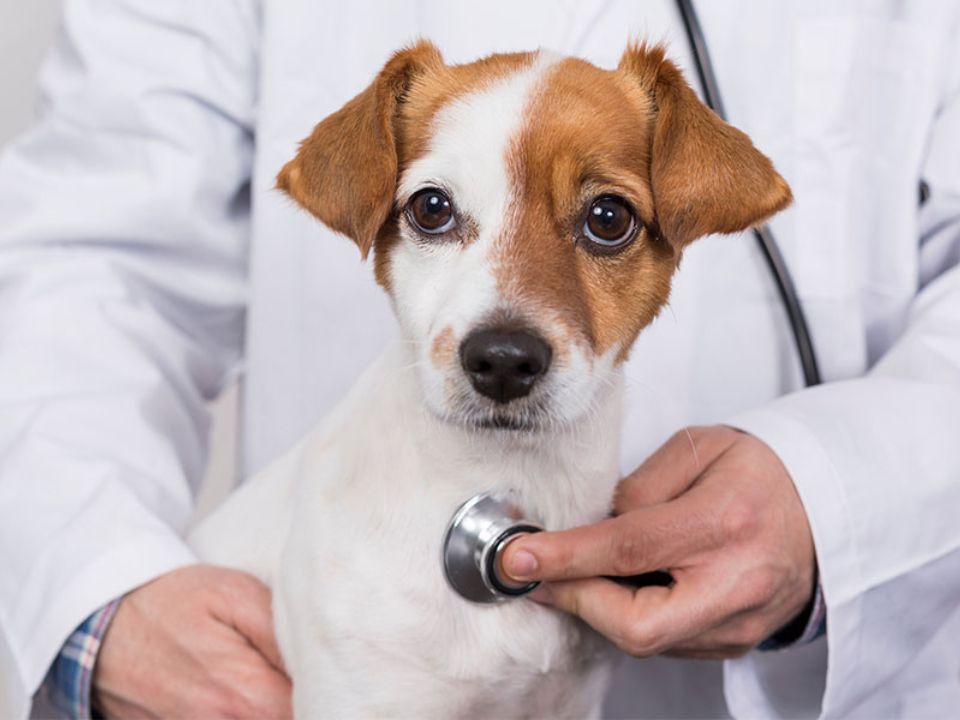 A veterinarian examines a dog on the examination table