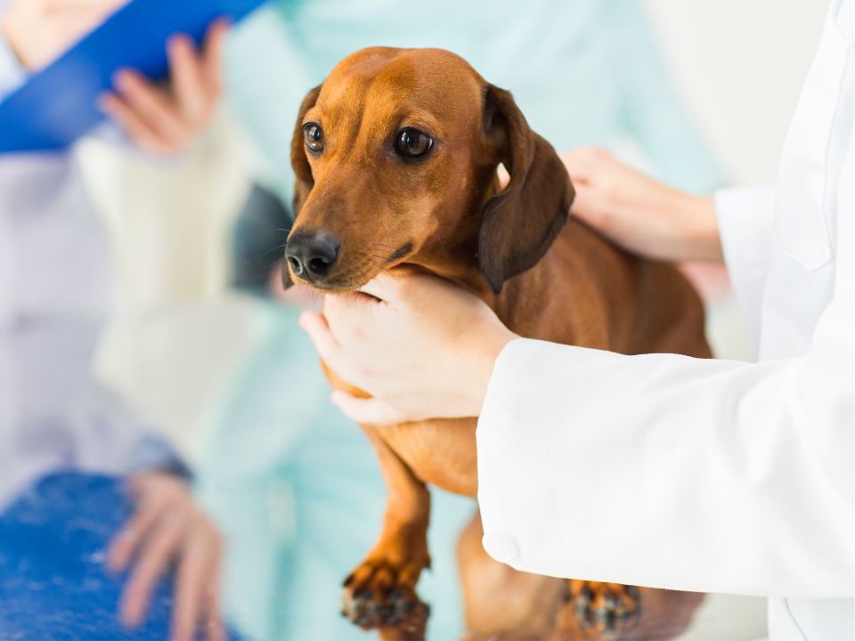 A veterinarian examines a dog on the examination table