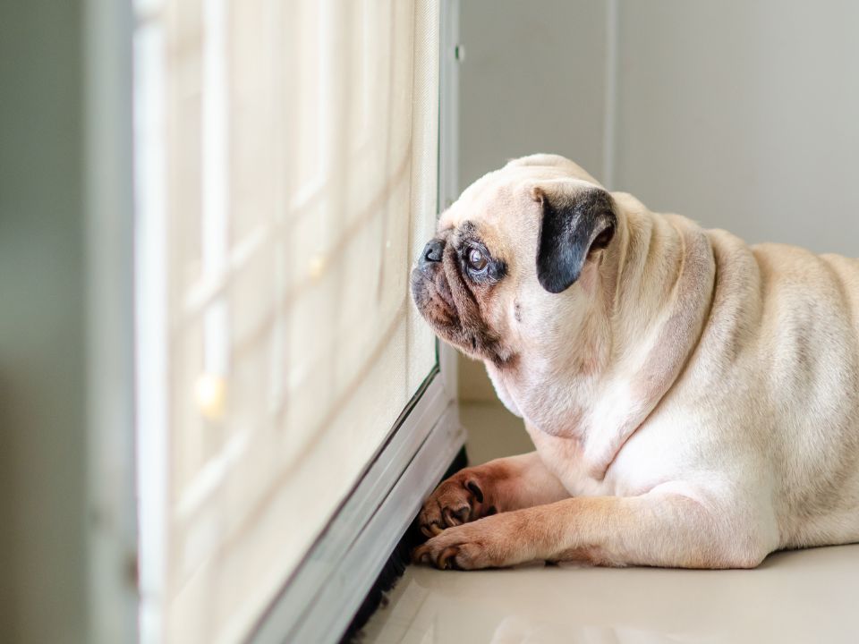 A pug dog sits on the floor