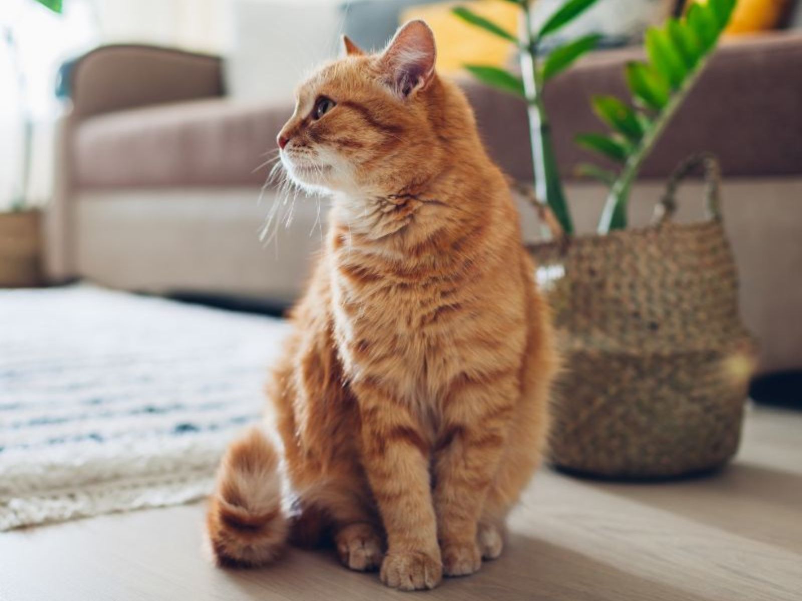 An orange cat sits on the floor