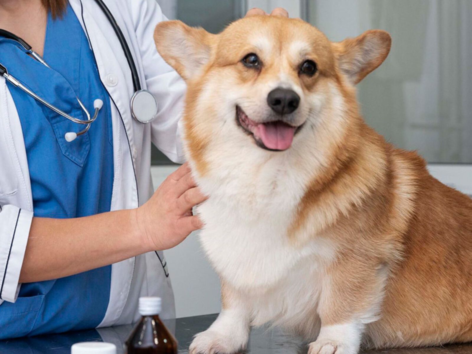 A veterinarian examines a dog