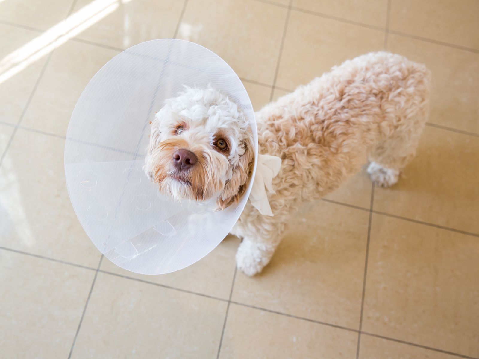 A dog wearing a protective cone around its head