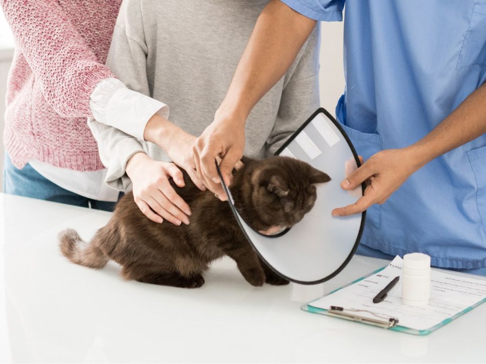 A veterinarian putting a cone collar on a cat