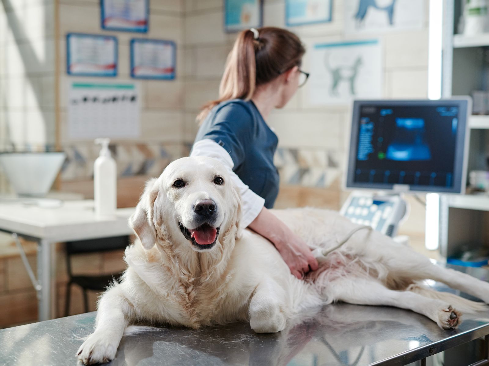 A vet performing an ultrasound on a relaxed dog lying on an exam table