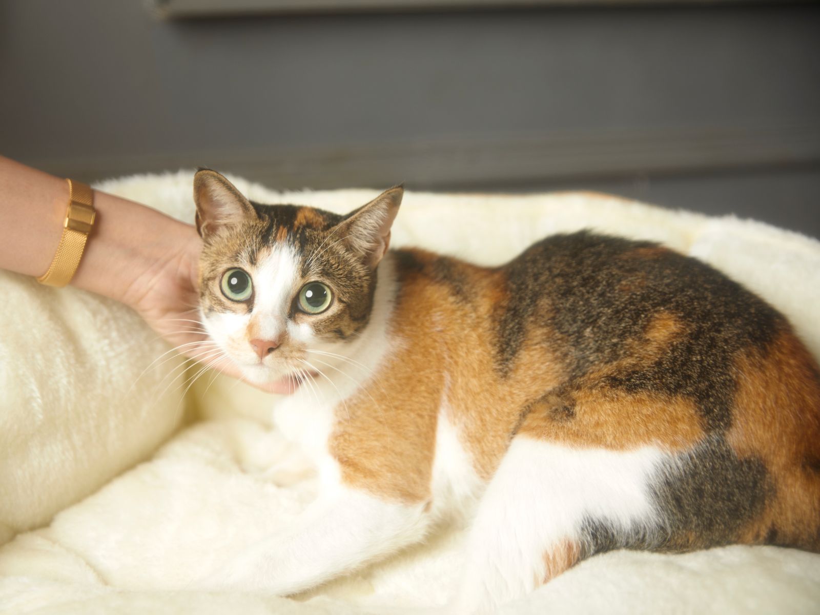 A cat sits on a bed while a person gently pets it