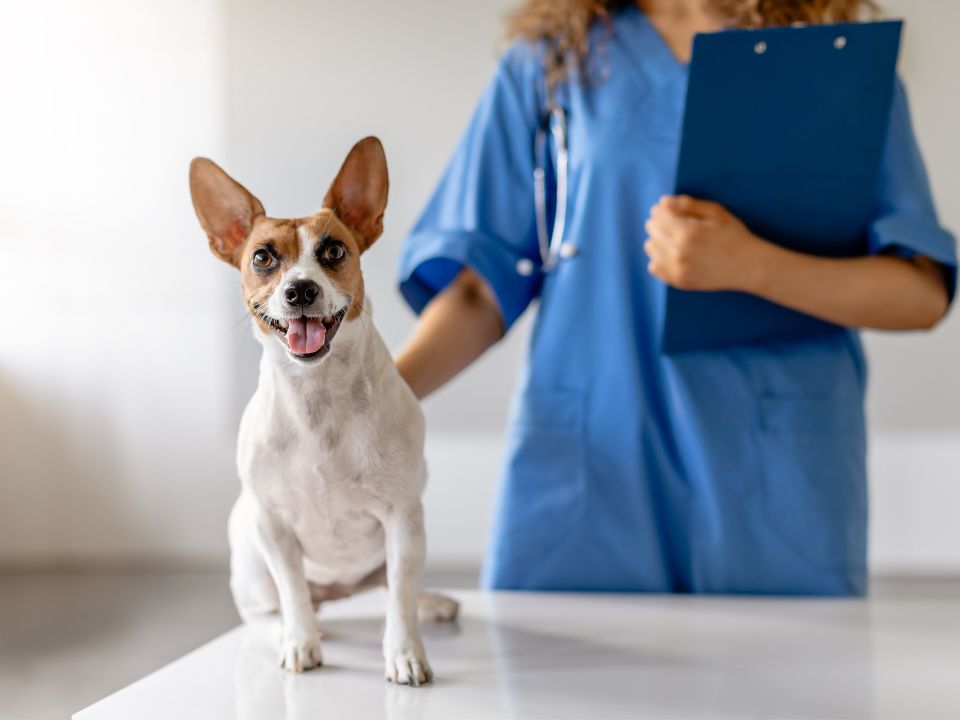 A woman in a blue scrub suit stands beside a friendly dog